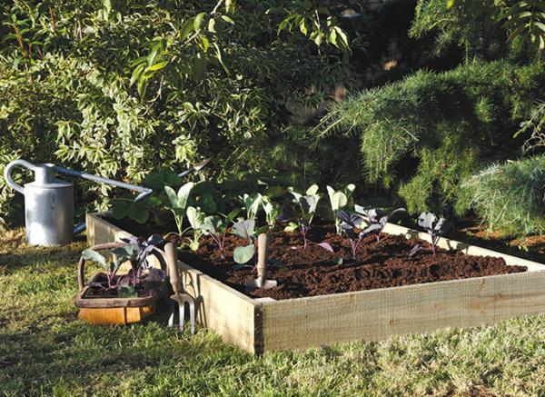 Growing Your Own Vegetables for Beginners