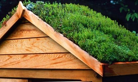 Add a Green Roof to Your Shed